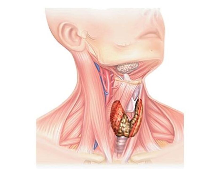 ilustración del sistema endocrino humano